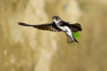 Sand martin // Uferschwalbe (Riparia riparia)