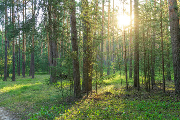 A forest with trees and a sun shining through the trees