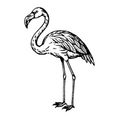 Flamingo with a raised head on a white background.