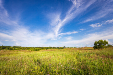Fototapeta premium A large field of grass with a clear blue sky above