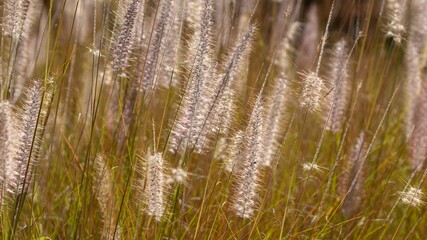 Obraz premium Golden grass abstract background 