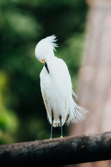 Snowy egret preening its feathers while standing on a wooden perch in a natural setting