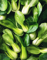 Fototapeta premium Fresh Organic Pak Choi, Bok Choy, a Chinese Cabbage.