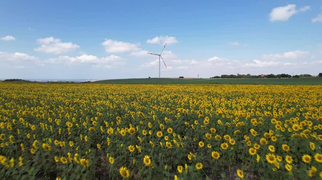 Sunflower Field. Beautiful sunflower with blue sky background.