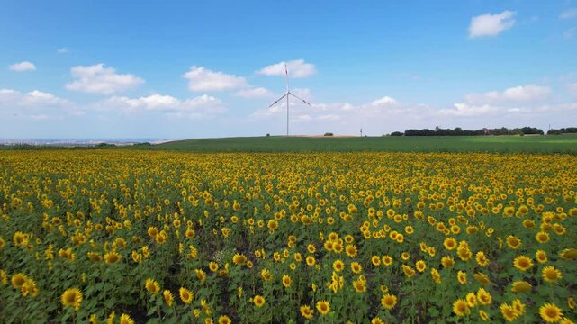 Sunflower Field. Beautiful sunflower with blue sky background.