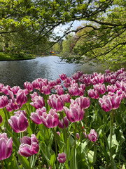Fototapeta premium tulips in the park