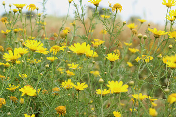 Fototapeta premium Yellow corn daisy (Glebionis segetum) flower blooms in nature. Close up. Top view.
