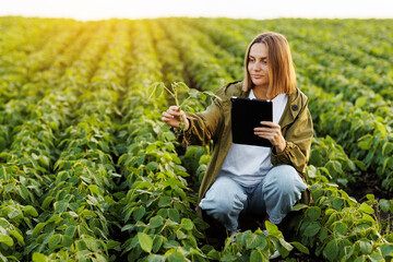 Smart farming soybean technology. Female farmer with digital tablet examines and checkins roots of...