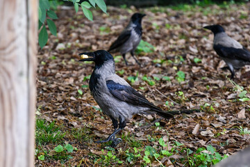 Hooded crows (Corvus cornix), also called scald-crows or hoodies, an Eurasian bird species, with its particular black and ash grey plumage, in the Sempione Park in spring, Milan, Italy
