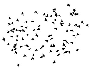 Flying birds silhouette flock. hand drawing. Not AI. Vector illustration