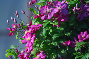 blooming clematis with green leaves in the garden on a trellis