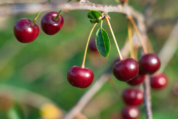 ripe cherry berries hang on a branch with leaves, harvest