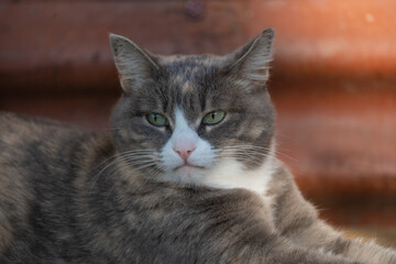 Fototapeta premium a domestic cat walks in the yard, sits on a bench by the fence