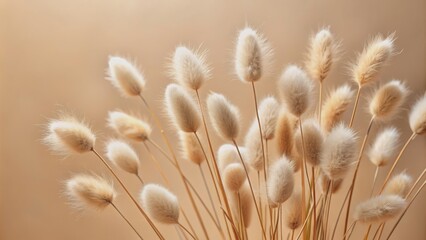 Dry grass with fluffy bunny tails on beige background, bunny, tails, fluffy, dry grass, nature, cute, beige, background