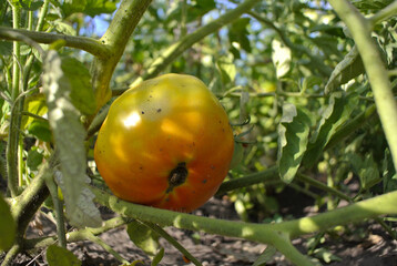orange unripe tomatoes in a garden bed against a blue sky, natural background.