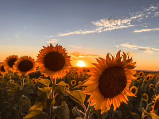 Beautiful sunflowers at sunset with yellow petals, raw material for sunflower oil and sunflower...