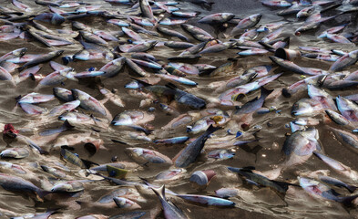 Environmental disaster in Brazil: dead fish float in river after illegal factory waste dumping. River water pollution, environmental damage, ecological catastrophe, industrial waste contamination. 3D