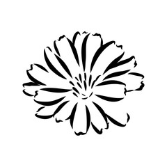 hand drawing of a chicory flower vector