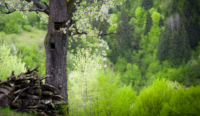 Blooming fruit tree with flowers and green hills in spring.