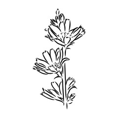 hand drawing of a chicory flower vector