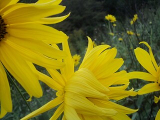 petals of the yellow flowers 
