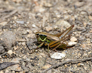 Fototapeta premium Roesels bush cricket. Strong back legs.