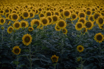 Sunflowers Torre Garofoli, Tortona, Alessandria, Piedmont, Italy