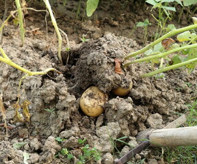 Scavare patate novelle nell'orto, raccolta di patate, scavare con pala 