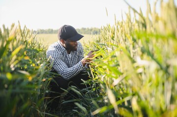 Farmer is standing in his growing wheat field. He is examining crops after sowing