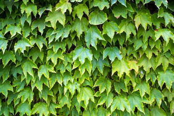 Green Ivy Leaves Covering Wall in Lush Natural Pattern