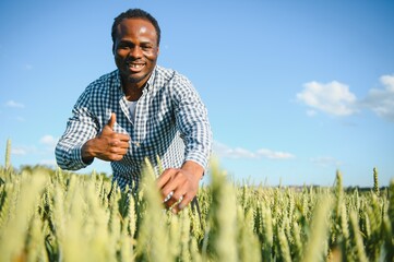 African farmer is standing in his growing wheat field. He is satisfied with progress of plants