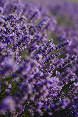 Purple lavender flowers with selective focus.