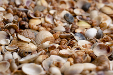 Summer background pattern from seashells. Shell close-up. Ocean coast. Seashells background. Texture of the sea shells.