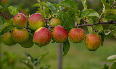 Apple tree plantation. Ripe red apples on a tree. Juicy apples. Apple orchard. Apple on tree in the garden. Harvest of fresh red apples.