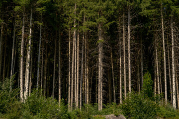 Nature wood forest. Background pine forest. Wood forest landscape. Peaceful forest.