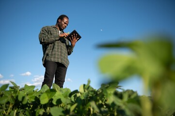 An African American male farmer or agronomist inspects soybeans in a field at sunset