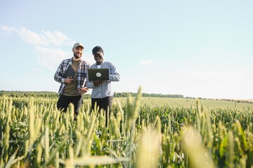 Fototapeta premium Two multiracial farmer standing in a wheat field with laptop, They are examining crop at sunset
