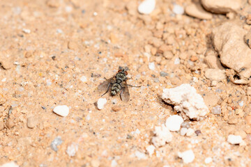 A Calyptrate Fly (Zoosubsection Calyptratae) on Gravel in Colorado