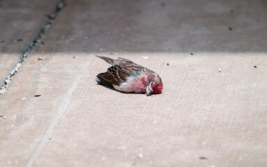 Cassin's Finch (Haemorhous cassinii) Window Strike in Colorado
