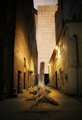 Obraz premium Tree Trunk In Back Alley