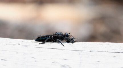An all Black Robber Fly in the Genus Pogonosoma with Captured Prey on a White Log Surface in Colorado