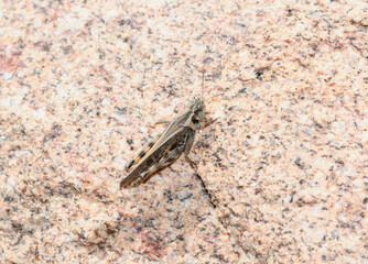 Clear-Winged Grasshopper (Camnula pellucida) on a Colorado Rock