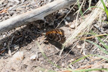 A Chryxus Arctic (Oeneis chryxus) Butterfly Resting in Colorado's Wilds