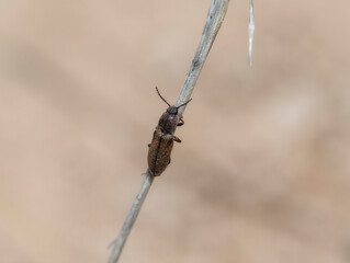 A Click Beetle (Genus Tesolasomus) on a Twig in Colorado
