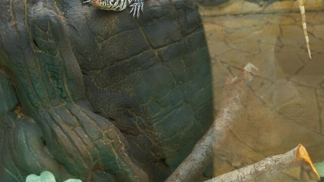 Argentine black and white tegu in aquarium