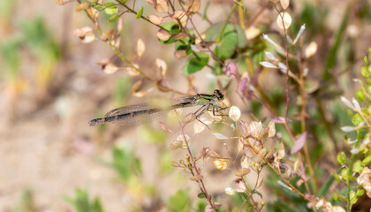 A Bluet Damselfly (Genus Enallagma) Perched on a Wildflower Stem in Colorado