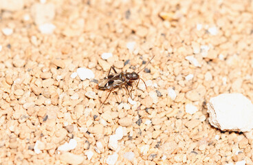 A Dirt-colored Seed Bug in the Family Rhyparochromidae in Colorado