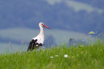 Large bird Ciconia ciconia aka White Stork is hunting on the field.