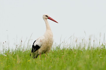 Large bird Ciconia ciconia aka White Stork is hunting on the field.