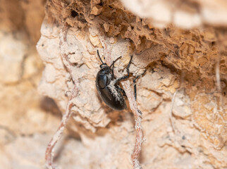 A Desert Stink Beetle (Genus Eleodes) eating Rock in Colorado's Tough Terrain